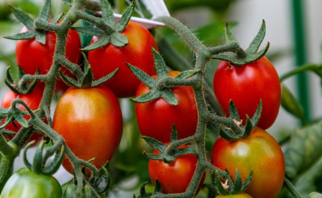 Viva Italia tomatoes on the vine.