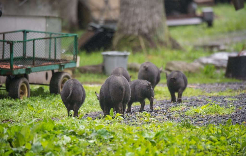 A group of American Guinea Hogs roaming a homestead.