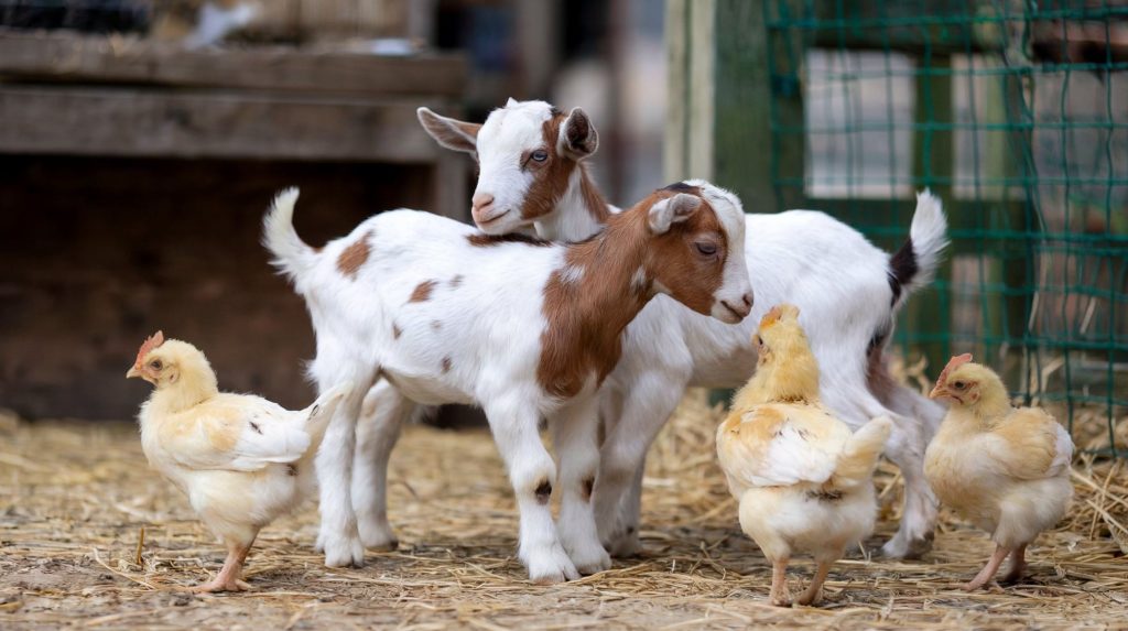 A photo of baby goats and chickens on a homestead playing together, illustrating how exciting it can be to breed and expand your livestock.