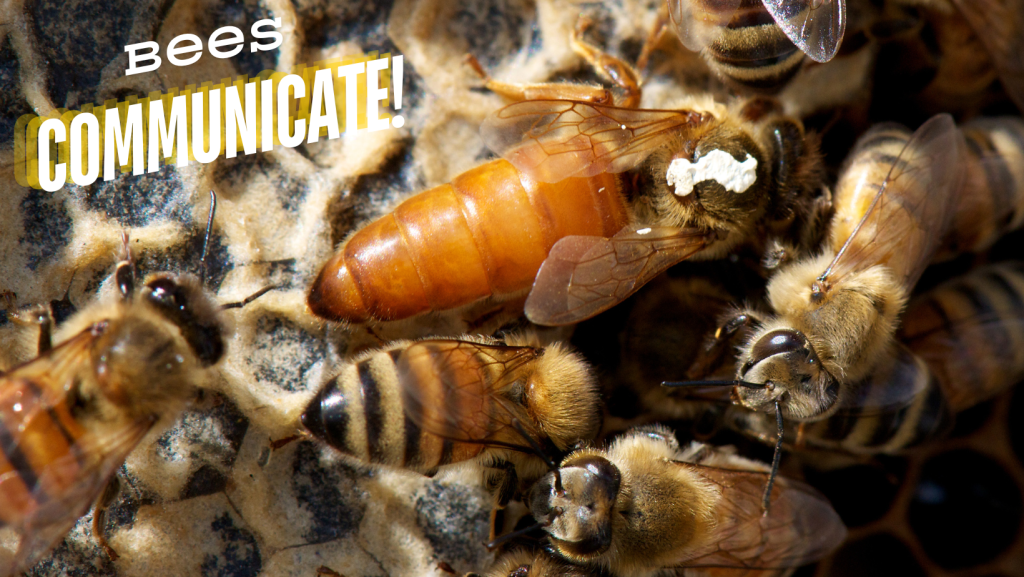 Bees communicate about a wide range of behavior between worker bees, drones and the queen. Do you know what the "waggle dance" is?