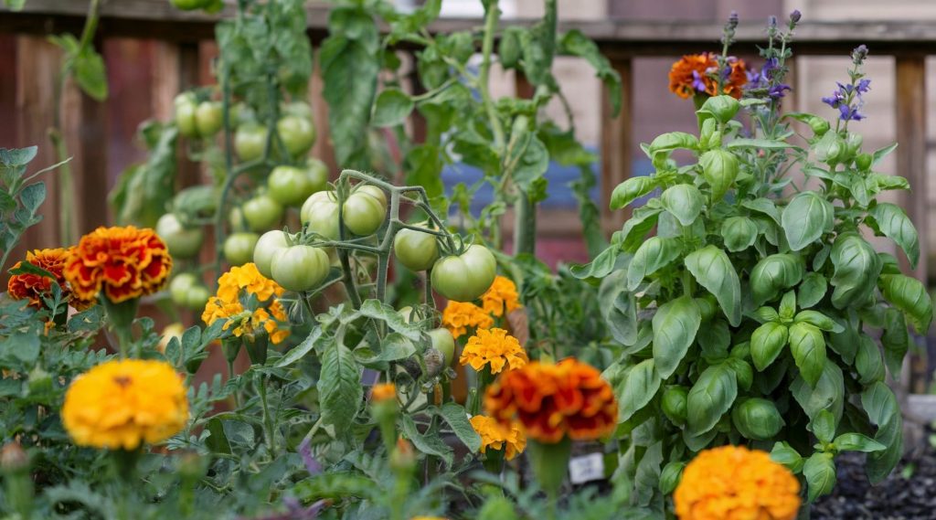 A photo of a garden with tomato plants, basil plants, and marigold flowers, showing the value of companion planting in your container garden.