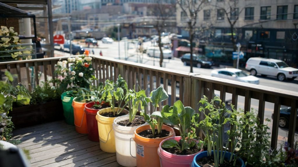 5-gallon buckets on a balcony being used as garden containers in an urban environment.