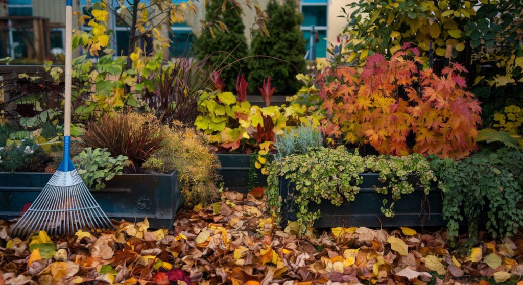 A photo of a container garden in autumn surrounded by fallen leaves with a rake to one side, illustrating the need for seasonal maintenance.