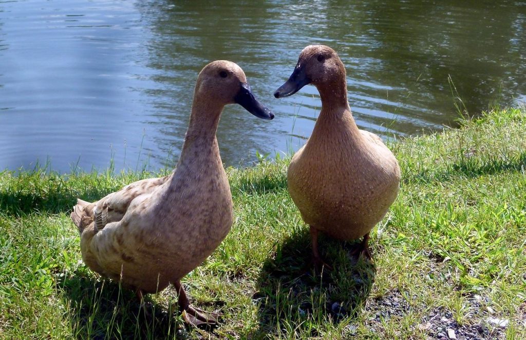 A pair of Khaki Campbell ducks in front of a pond, known for their prolific egg laying.