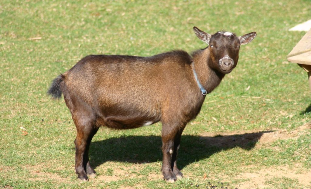 Nigerian Dwarf goat, perfect family livestock for the homestead.