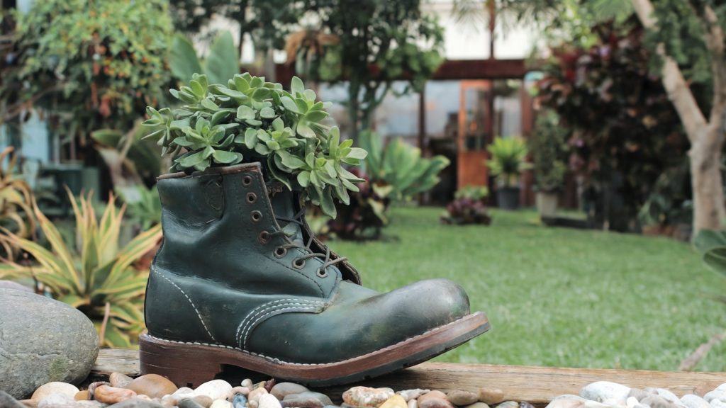 An old evergreen-colored boot turned into a garden container for a succulent.