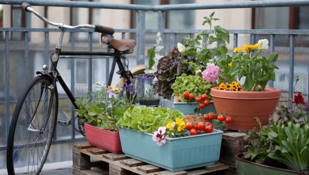 A container garden setup on an urban balcony. There are pots filled with cherry tomatoes, lettuce, herbs, and flowers. The pots are placed on a wooden pallet. There is a bicycle leaning against the wall beside the garden. 