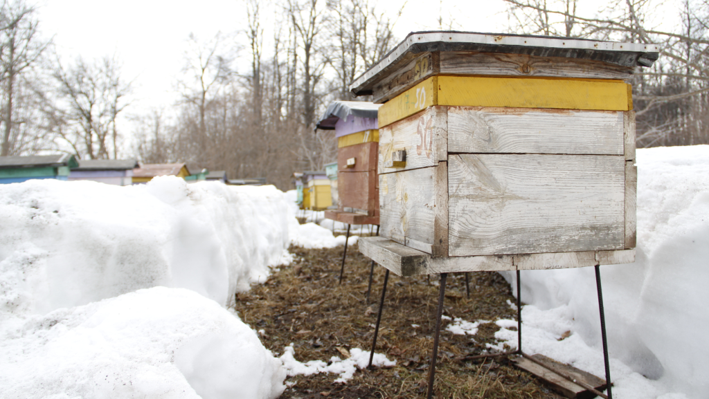 Beekeeping continues year-round with each season requiring a different approach. This photo shows multiple Langstroth hives with roof fortification for winter.