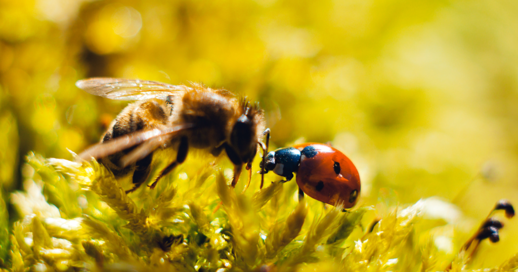 A bee and ladybug on a sunflower, your natural allies in the war on pests in your permaculture garden.