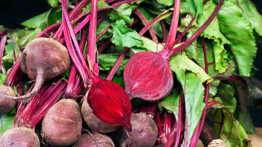 Close-up of beets freshly harvested from the survival garden.