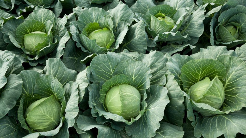 Multiple heads of cabbage in the survival garden ready for harvesting.