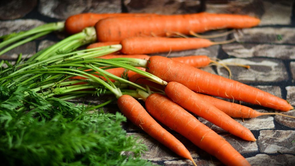 A group of freshly cleaned carrots ready for long-term storage in the root cellar.