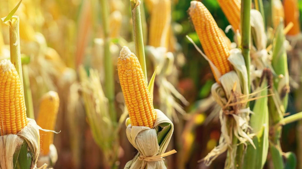 Ears of corn ready for harvest, perfect for the self-sufficient homesteader.