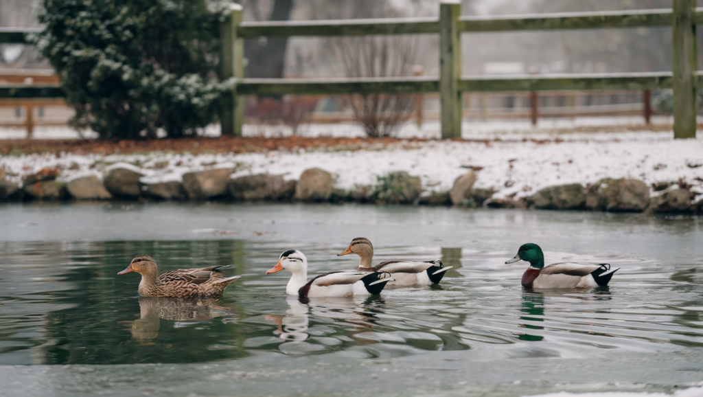 A photo of a four runner ducks swimming in a small homestead pond in winter. The water is not frozen, but there is a very light coating of snow on the ground around the pond. The background contains a wooden fence and trees. 