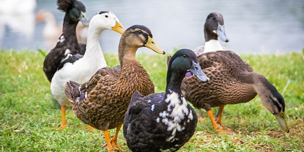 A group of six ducks out foraging, they are great as natural pest control.