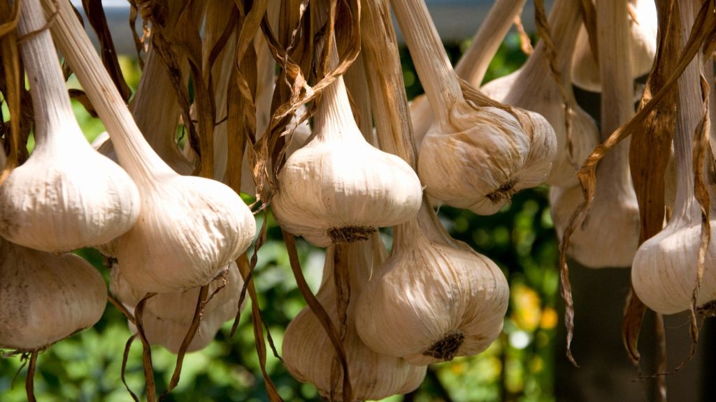 Bulbs of raw garlic hanging, ready to become food and medicine.