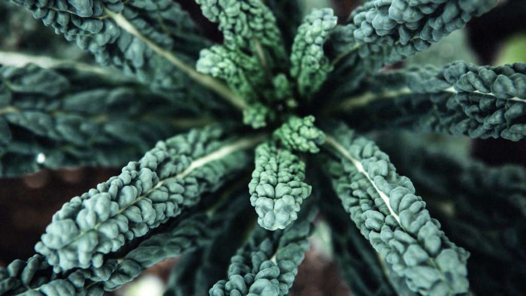 Close up of organic kale leaves ready for harvest, a real superfood.