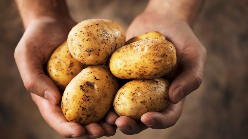 Two hands holding several potatoes as survival food.