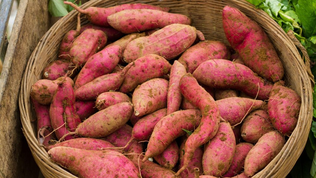 Sweet potatoes in a basket taken straight from the survival garden with a small amount of dirt covering them for long-term storage in the root cellar.