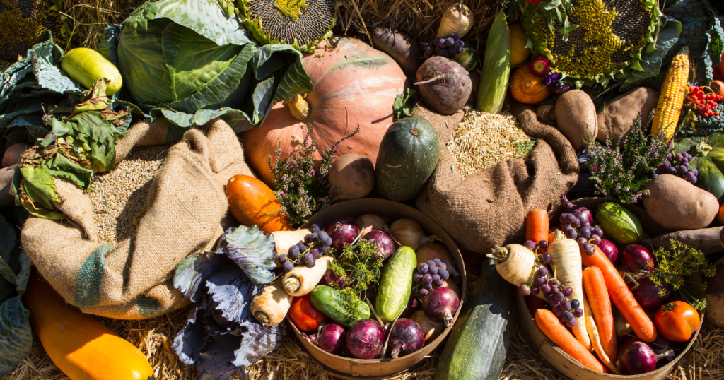 Collecting, sorting, cleaning and curing a harvest for root cellaring.