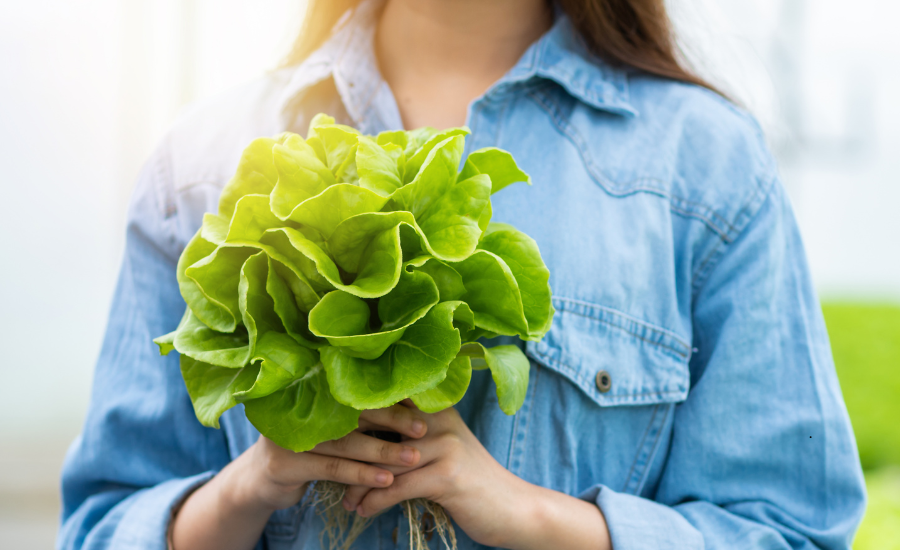 A woman holding a perfect head of organic lettuce from her aquaponic harvest.