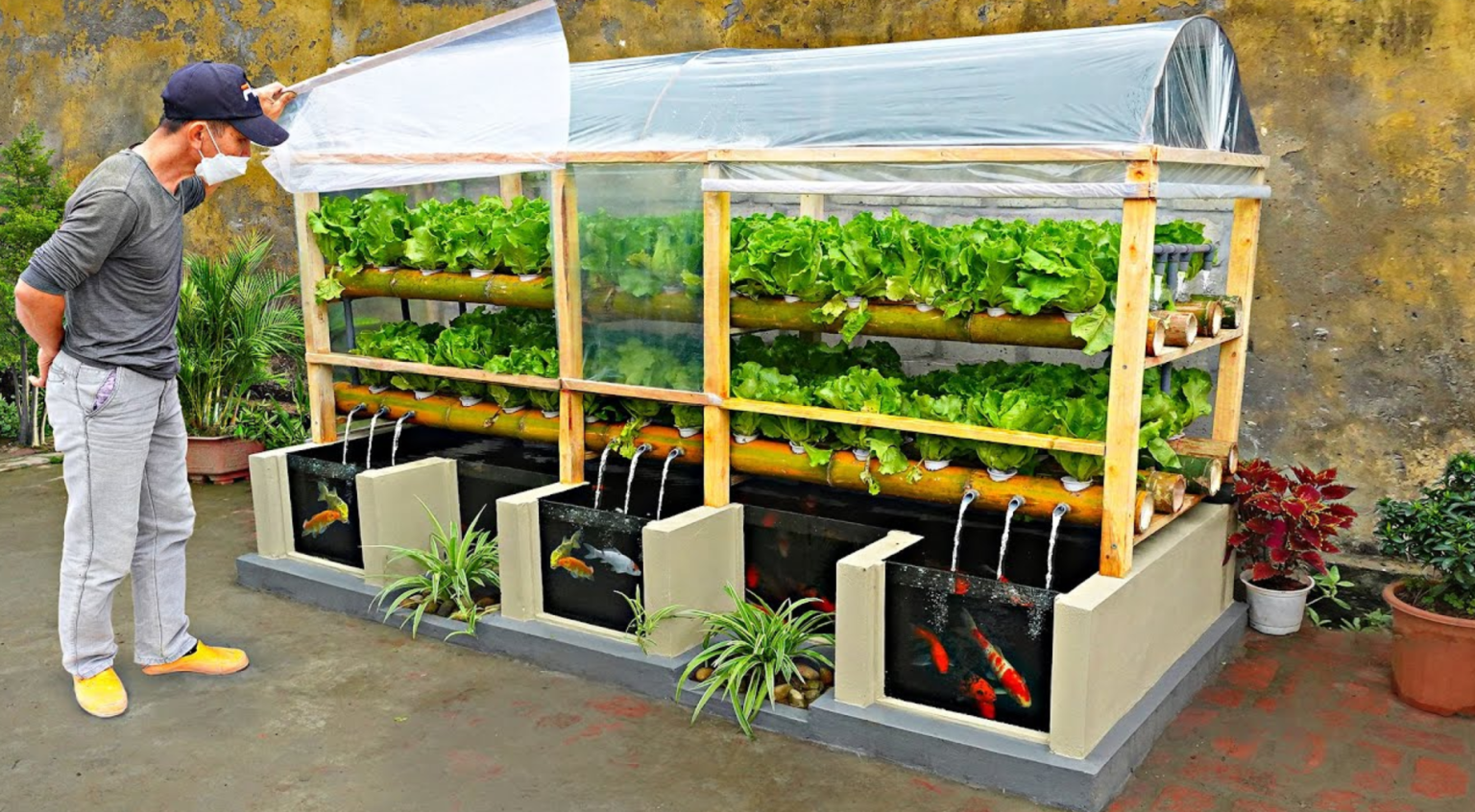 An ingenious backyard aquaponic system showing 3 koi tanks and vertical grow areas with lettuce and herbs.