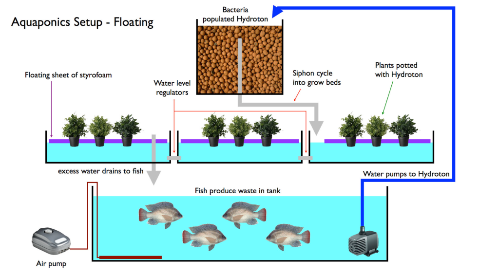 Diagram of a basic floating aquaponics system.