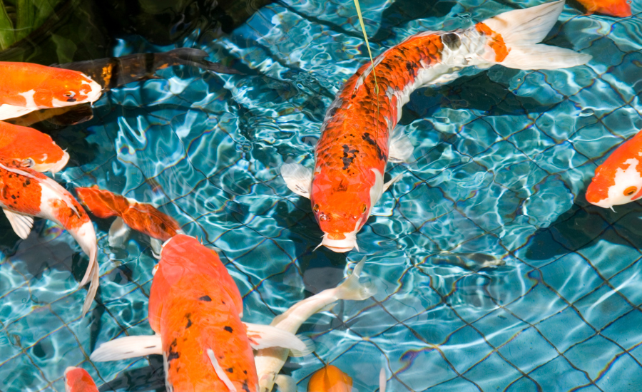 Koi are a great option for beginners starting their aquaponics system.