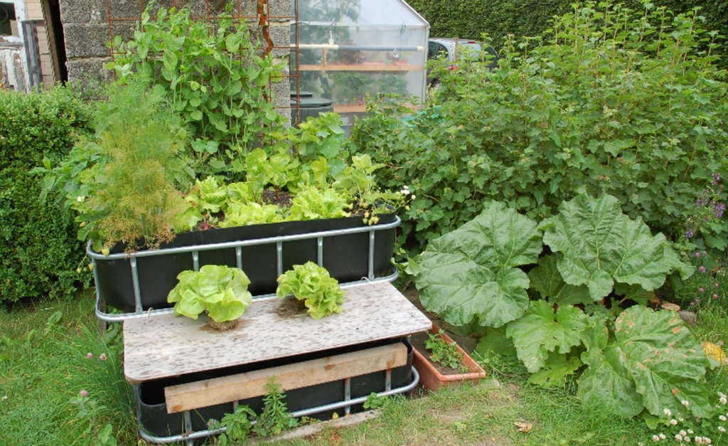 Photo of a basic backyard aquaponics system perfect for homesteads.