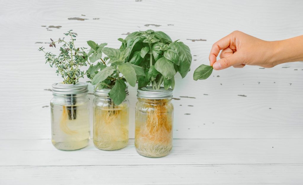 Basil being grown hydroponically in three mason jars. 