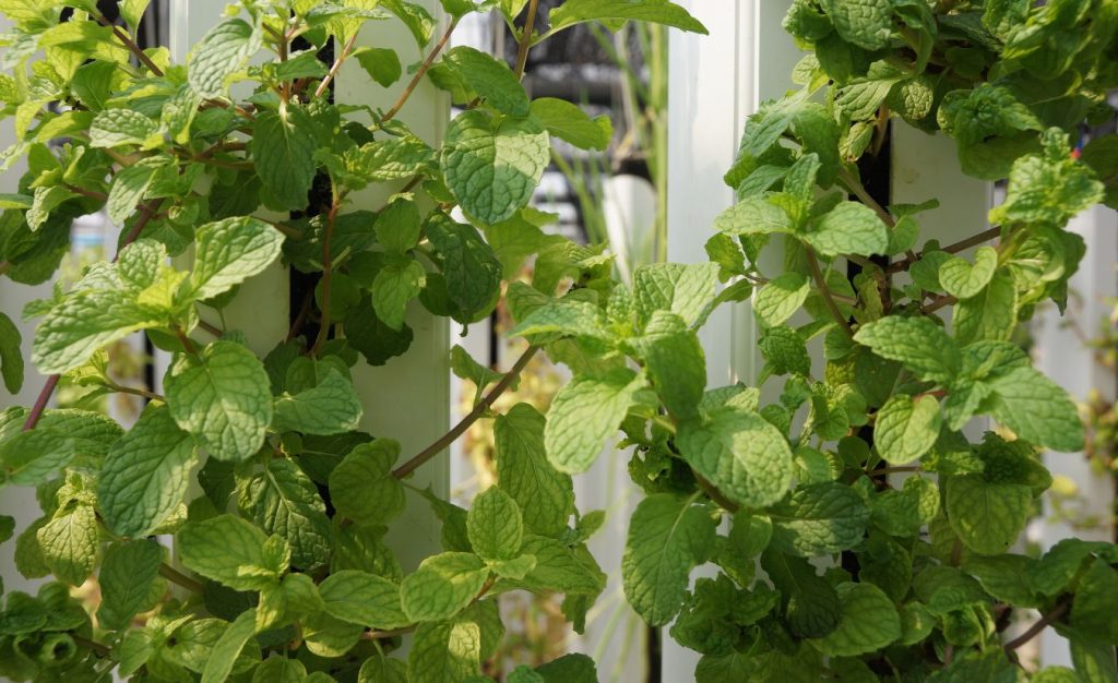 Hydroponic mint growing in a greenhouse in Thailand.