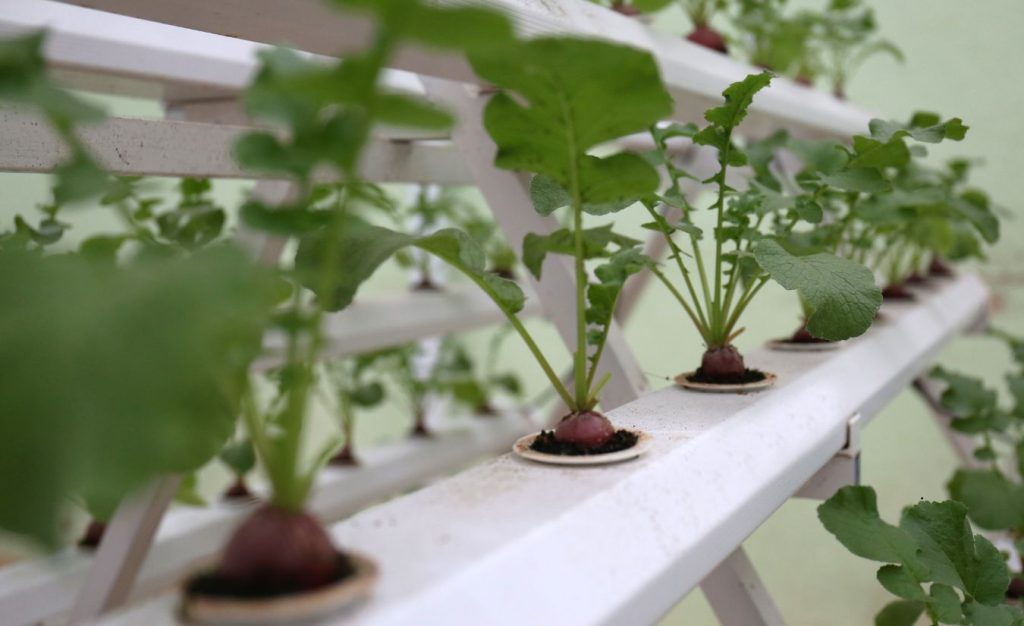 Beets being grown hydroponically as part of the Beetroot Project.