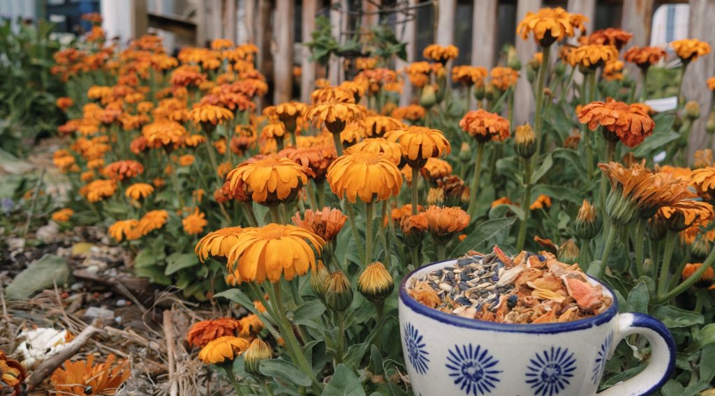 A photo of a garden filled with calendula (pot marigold) plants. There is a cup next to the plants, filled with dried calendula flowers and seeds. The background contains a wooden fence and a building. The ground is covered with some calendula flowers and other natural garden debris.