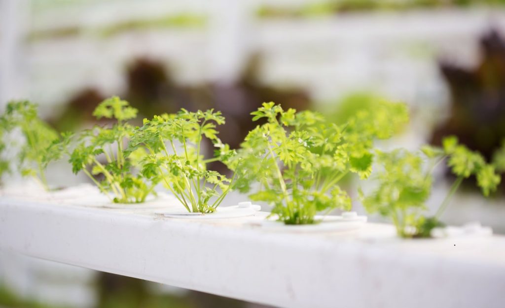 Cilantro (coriander) growing in a greenhouse hydroponics tray.