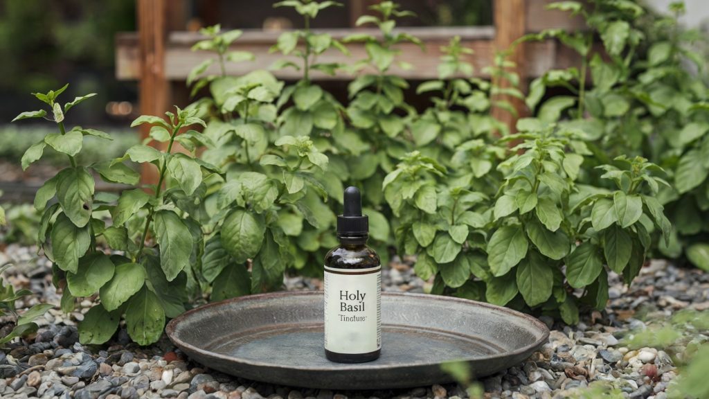 A photo of a garden with a bed of holy basil plants. In the foreground, there is a rustic platter on the ground displaying a bottle of holy basil tincture. The background contains a wooden structure.