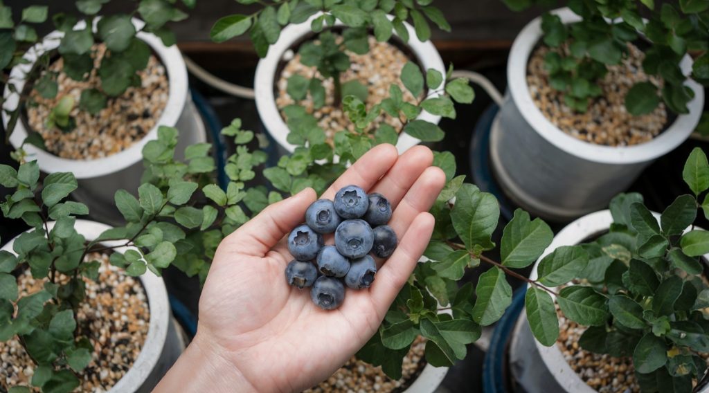 A photo of a hand holding a bunch of blueberries against a backdrop of green plants growing in white pots. The plants have fresh green leaves and are situated on a surface with a dark background. The pots are filled with a mix of Perlite and vermiculite. The plants are grown hydroponically, with drip tubes visible.