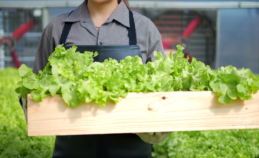 A farmer holding a box, showing off his hydroponic bounty of lettuce from his greenhouse.