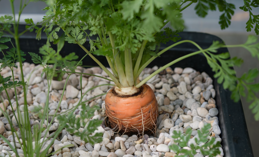 A close-up photo of a carrot, growing in a tray filled with white pebbles. Carrots are challenging for hydroponics, but it can be done.