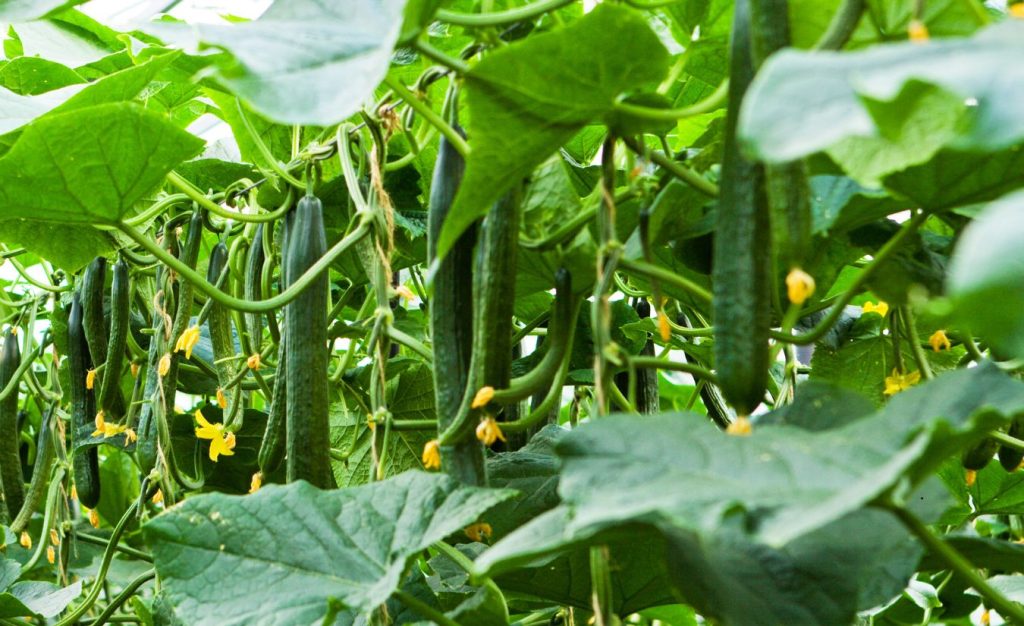 Hydroponic cucumbers on a trellis system in a greenhouse.