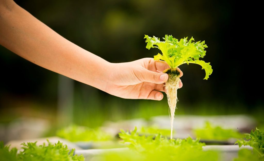 A woman holding hydroponic greens in her greenhouse.