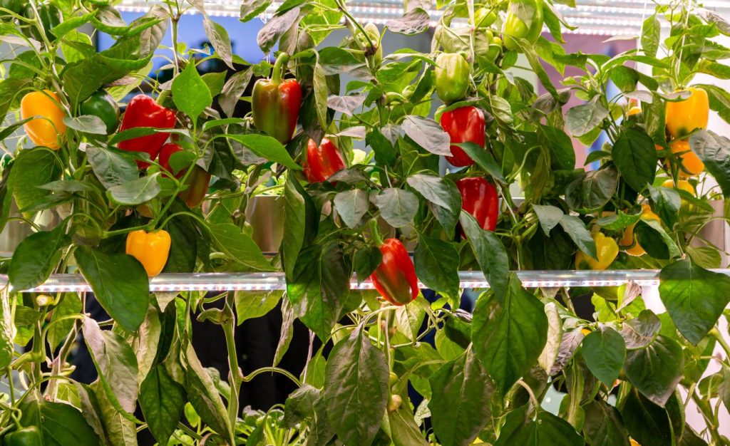 Hydroponic sweet peppers growing in a greenhouse garden.