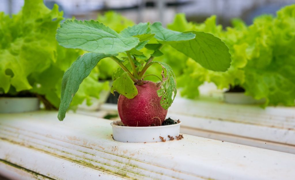 A single hydroponic radish ready to harvest as part of the greenhouse garden.