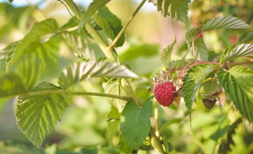 Raspberries growing in a hydroponic greenhouse garden.