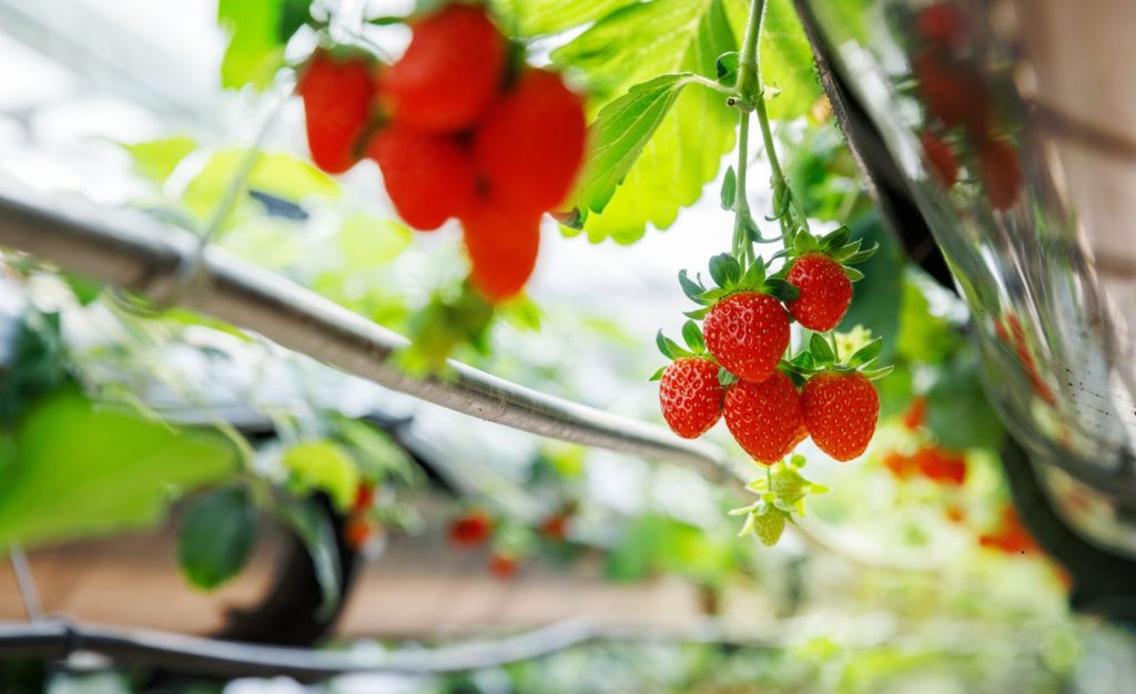 Hydroponic strawberries growing in a small greenhouse garden.