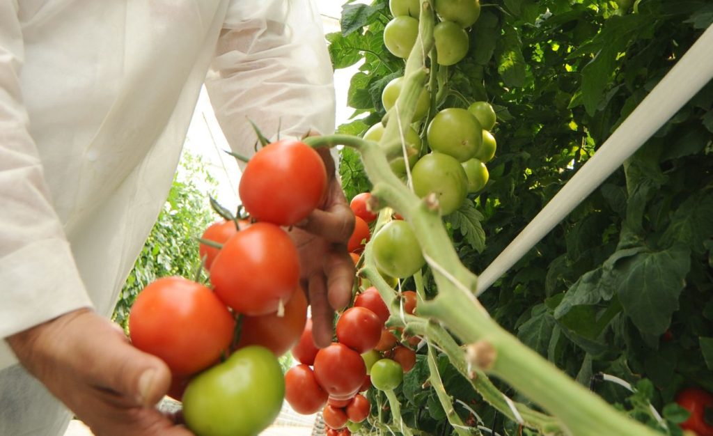 Ripe hydroponic tomatoes being collected in a greenhouse with unripe tomatoes still on the vine.