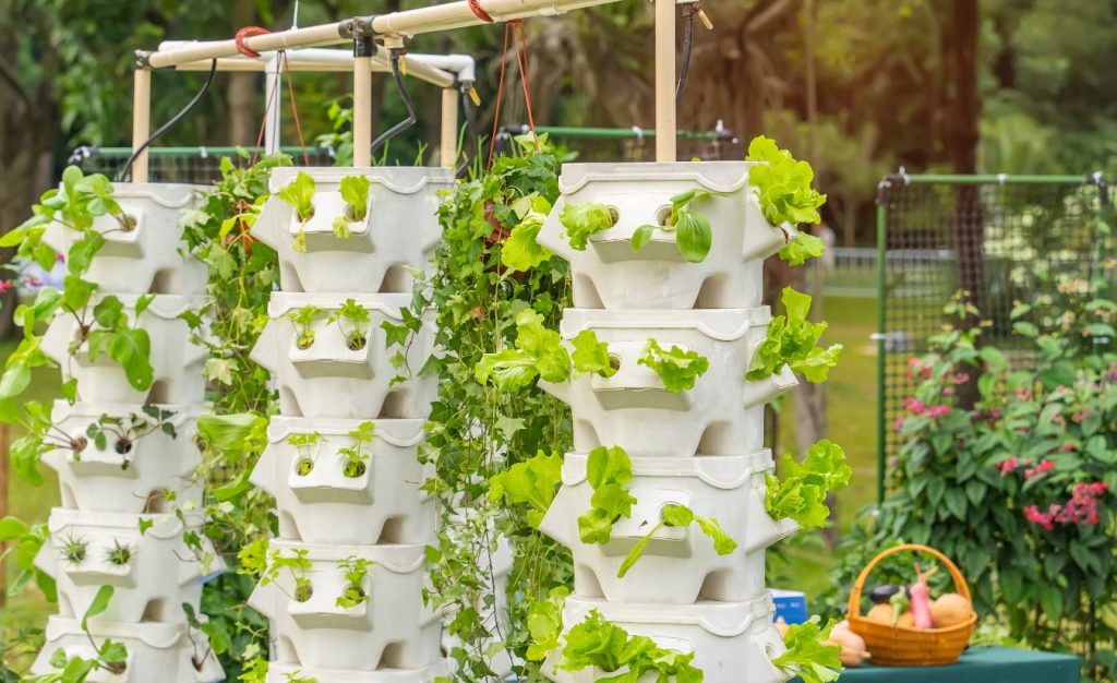 Fresh organic lettuce growing in a vertical hydroponic system.