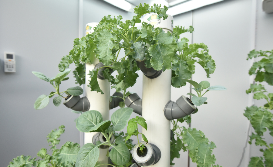 Kale and other leafy vegetables growing in a hydroponic tower garden.