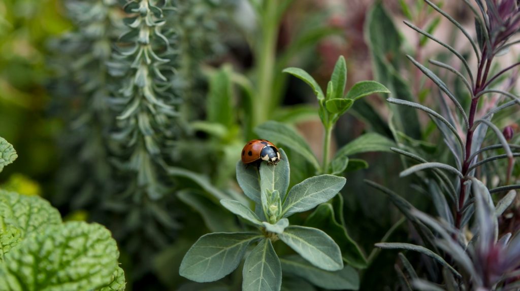 A photo of a ladybug in a closeup of an herb garden. The ladybug is sitting on a leaf of a herb plant. The background is filled with various herb plants.