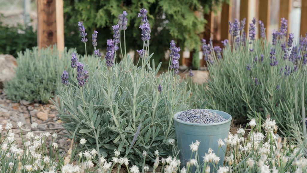 A photo of a garden with several lavender plants. There is a cup next to the plants, filled with lavender seeds. The background contains a wooden fence and a few trees. The ground is covered with white flowers.