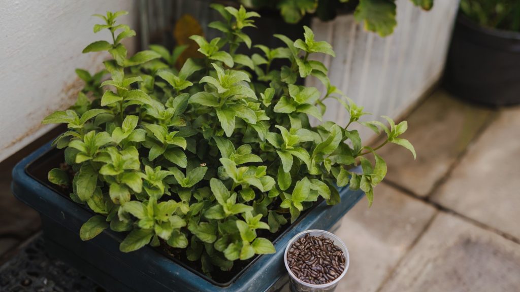 A photo of a lemon balm plant in a container displayed on a patio. There is a small cup of lemon balm seeds next to the container. The background contains a white wall and a few potted plants. 